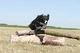 BORDER COLLIE 186